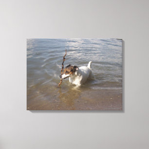 Impressão Em Tela Capo von Oppenheim, Jack Russell Terrier, Cão