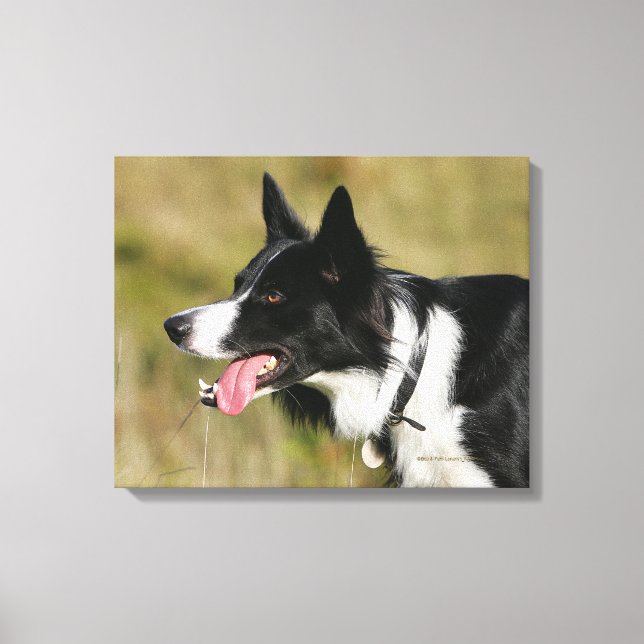 Impressão Em Tela Captura de Borda Collie Panting 2 (Frente)
