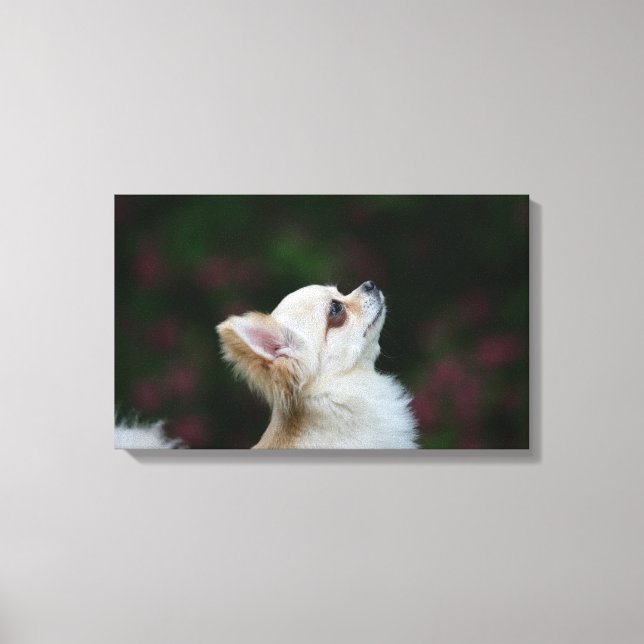 Impressão Em Tela Captura de cabeça de Chihuahua de Long Haired 2 (Frente)