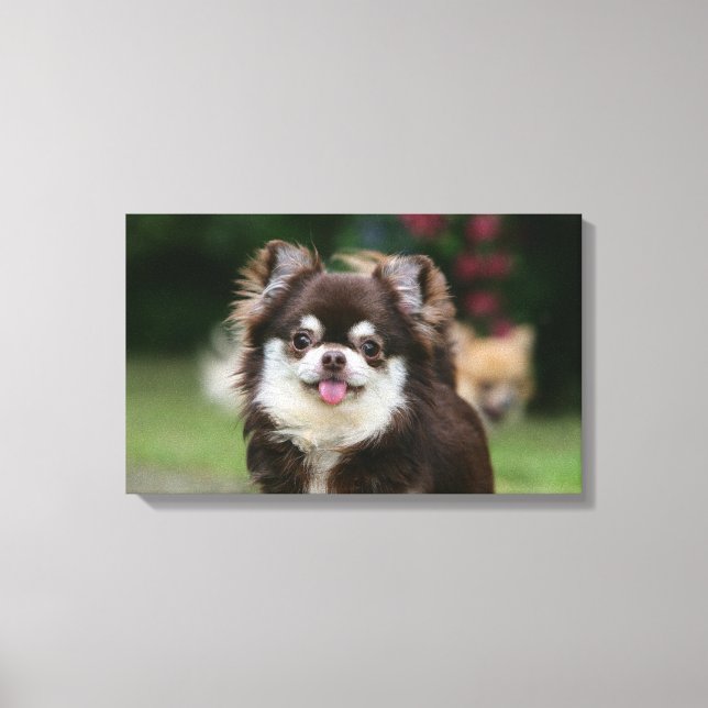 Impressão Em Tela Captura de cabeça de Chihuahua Long Haired 1 (Frente)