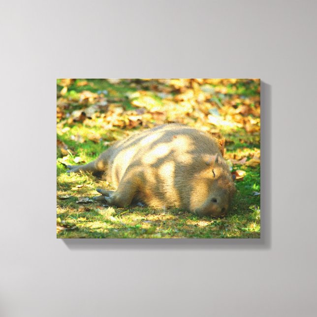Impressão Em Tela Capybara Fofa Sonha no Sol de Verão (Frente)
