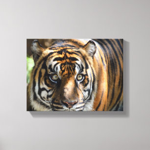 Impressão Em Tela cara de tigre majestade