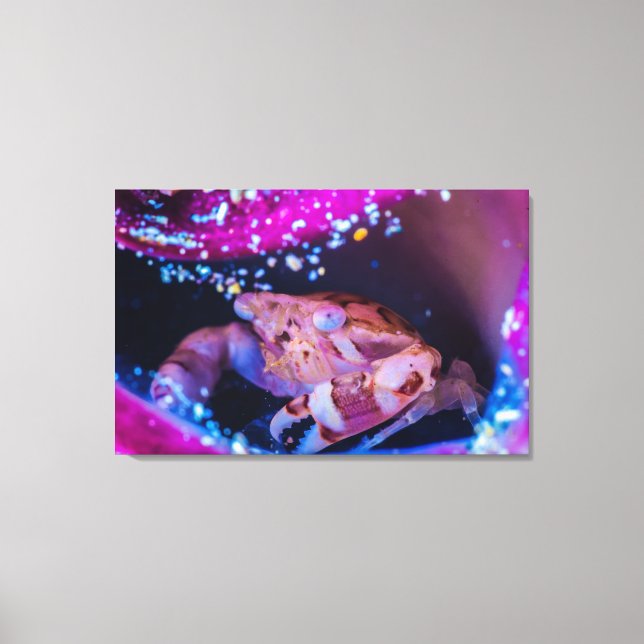 Impressão Em Tela Caranguejo-Nadador (Lissocarcinus laevis Miers, 18 (Frente)