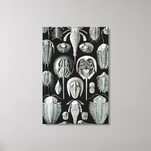 Impressão Em Tela Caranguejos de Ernst Haeckel Aspidonia