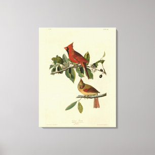 Impressão Em Tela Cardeal Grosbeak das Aves da América de Audubon