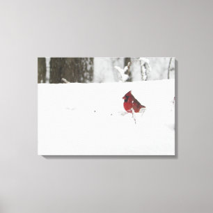 Impressão Em Tela Cardeal na neve