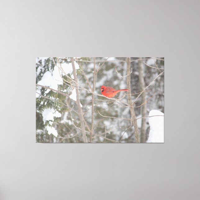 Impressão Em Tela Cardeal Vermelho Brilhante (Frente)