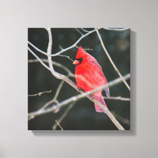 Impressão Em Tela Cardinal do Norte Brilhante