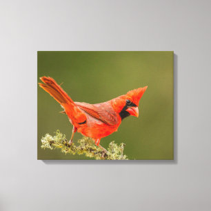Impressão Em Tela Cardinal macho no galho