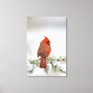 Impressão Em Tela Cardinal-vermelho macho no Cedro-do-atlas-azul
