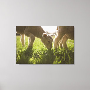 Impressão Em Tela Carneiros que pastam na grama