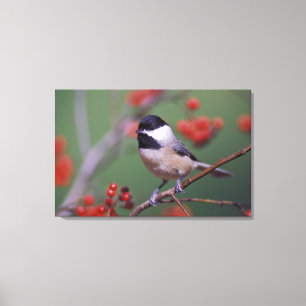 Impressão Em Tela Carolina Chickadee