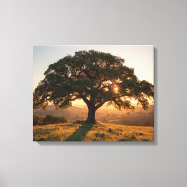 Impressão Em Tela Cartaz do Lone Oak Hill Country - Paisagem do Texa