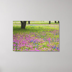 Impressão Em Tela Carvalhos com campo de Phlox, Blue Bonnets
