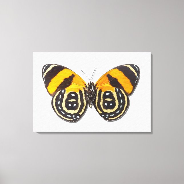 Impressão Em Tela Catagramma (Frente)