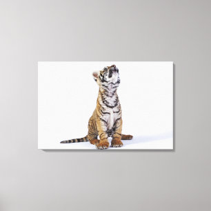 Impressão Em Tela Cativo, África do Sul 4