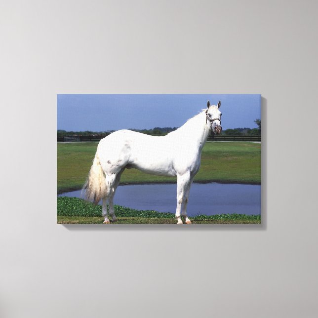 Impressão Em Tela Cavalo Appaloosa (Frente)