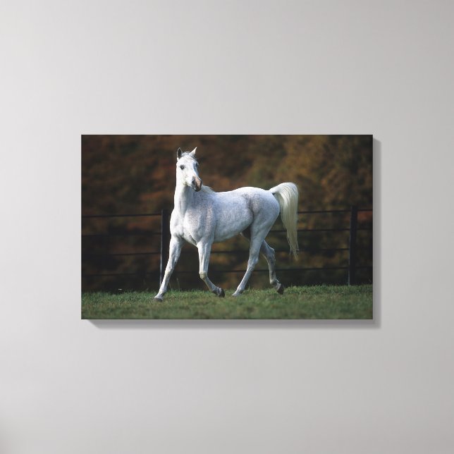 Impressão Em Tela Cavalo Árabe Correndo 1 (Frente)
