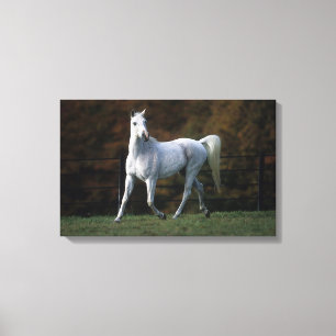 Impressão Em Tela Cavalo árabe que funciona 1