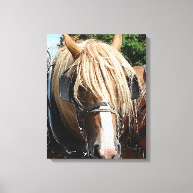Impressão Em Tela Cavalo belga (Frente)