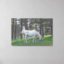 Cavalo Branco Bonito e Elegante Arte Original