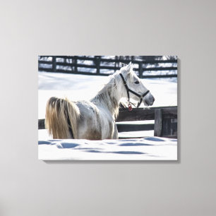 Impressão Em Tela Cavalo Branco Na Neve