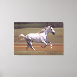 Impressão Em Tela Cavalo branco que funciona no campo