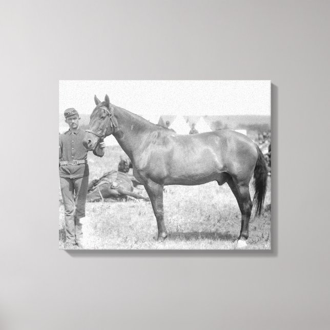 Impressão Em Tela Cavalo "Comanche", o único sobrevivente do Custer (Frente)