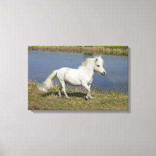 Impressão Em Tela Cavalo diminuto que funciona perto da água