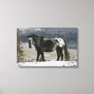 Impressão Em Tela Cavalo do Appaloosa na neve