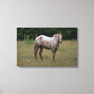 Impressão Em Tela Cavalo do Appaloosa que está na grama