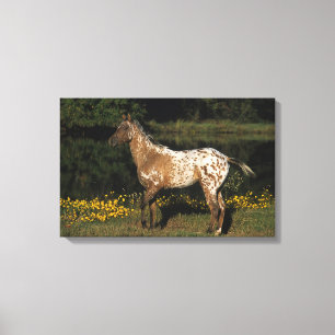 Impressão Em Tela Cavalo do Appaloosa que está pelo lago
