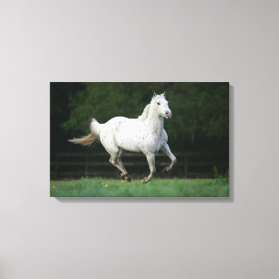 Impressão Em Tela Cavalo do Appaloosa que funciona 1