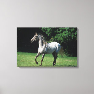 Impressão Em Tela Cavalo do Appaloosa que funciona 2