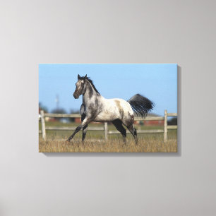 Impressão Em Tela Cavalo do Appaloosa que funciona 3