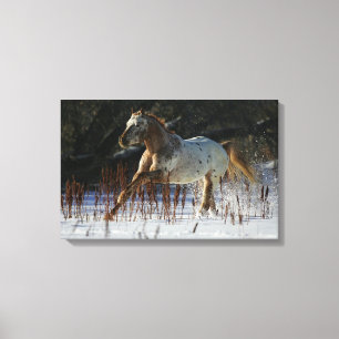Impressão Em Tela Cavalo do Appaloosa que funciona na neve