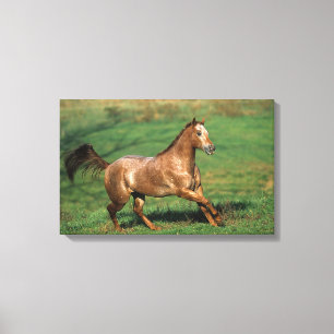 Impressão Em Tela Cavalo do Appaloosa que funciona no campo gramíne