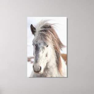 Impressão Em Tela Cavalo Islandês Branco Foto de Perfil da Cabeça
