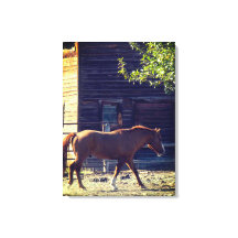 Cavalo Marrom Andando