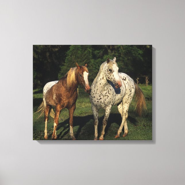 Impressão Em Tela Cavalos Appaloosa (Frente)
