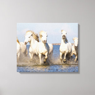 Impressão Em Tela Cavalos Camargue