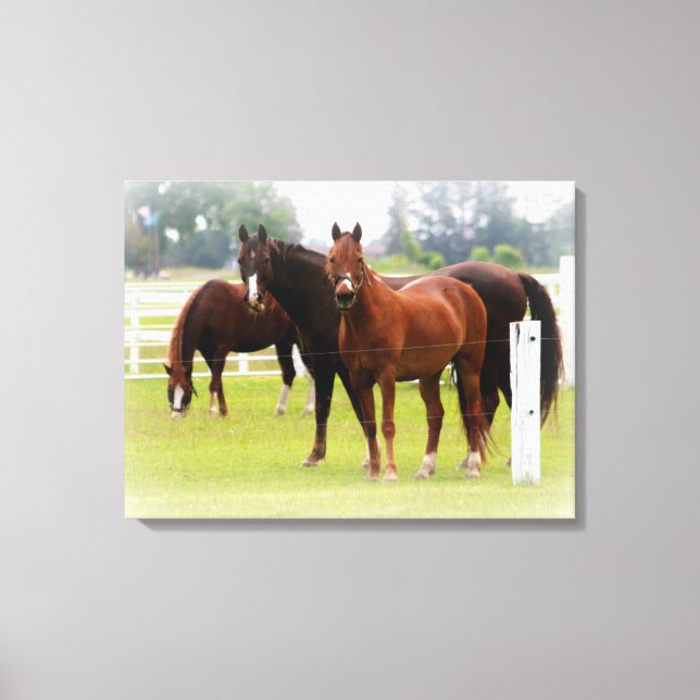 Impressão Em Tela Cavalos/Canvas (Frente)
