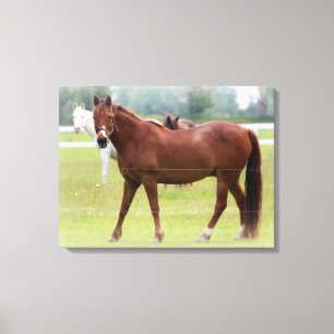 Impressão Em Tela Cavalos/Canvas