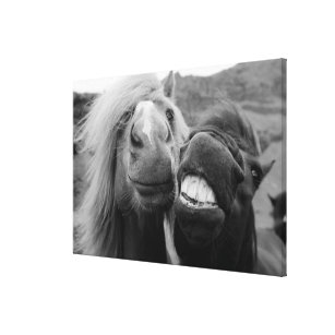 O sorriso do cavalo foto de stock. Imagem de humor, sorriso