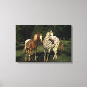 Impressão Em Tela Cavalos do Appaloosa