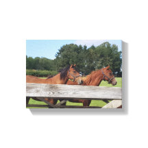 Cavalos Elegantes na Natureza