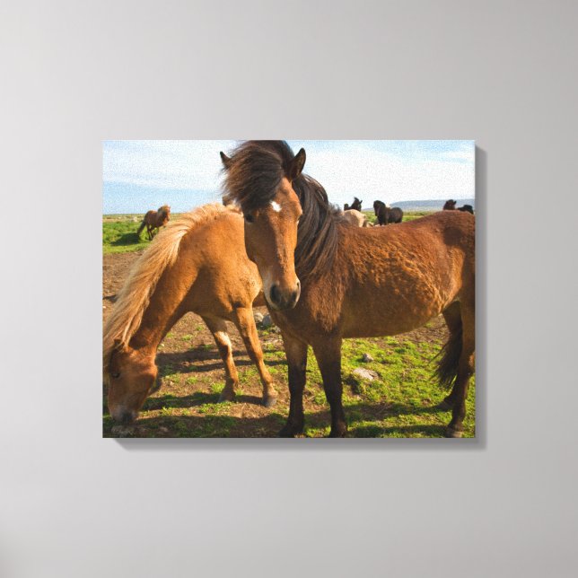 Impressão Em Tela Cavalos Islandeses Graze (Frente)