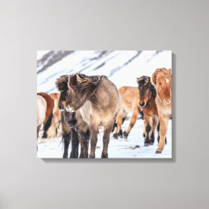 Impressão Em Tela Cavalos islandeses na pastagem de inverno perto de