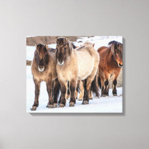 Impressão Em Tela Cavalos Islandeses no Inverno Perto de Hofn, Islân
