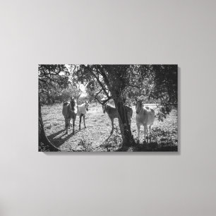 Impressão Em Tela Cavalos no Campo